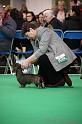 Crufts2011_2 976